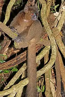 greater bamboo lemur perched on large, woody vines
