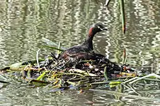 Adult covering eggs in floating nest