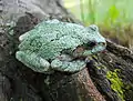 Gray tree frog, Hyla versicolor