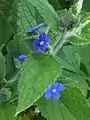 Green alkanet, Pentaglottis sempervirens