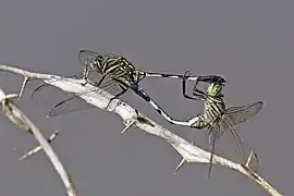 Mating pair
