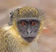 The Gambia's wildlife, like this green monkey, attracts tourists