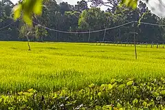 A remote village in Kampong Trabaek District