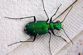 Cicindela sexguttata