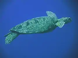 Green turtle near Laccadive Sea