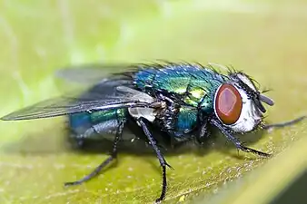 Lucilia caesar blow-fly ("green-bottle").