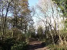 Titsey Woods