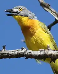 A calling male bird in Marakele N.P.