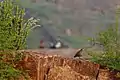 Grey Francolin amidst rocks and desert vegetation