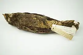 Grey nightjar from the collections of World Museum.