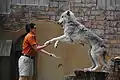 Gray Wolf Interacting with Trainer