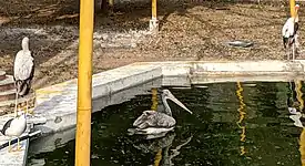 Pelican birds enclave.