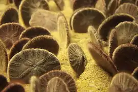 Eccentric sand dollars (Dendraster excentricus) at Monterey Bay Aquarium.