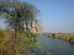 Nests overhanging water