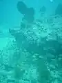 A school of grunts and some soft corals at 9-foot Stake reef.