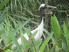 Red-crowned crane