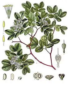 Guayacan(Guaiacum officinale)