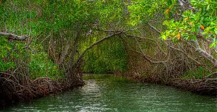 Mangrove forest in Guánica.