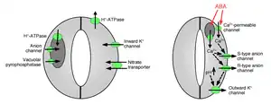 diagram of ion channels controlling stomatal aperture