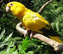 Guaruba guarouba, Bird Park of Foz do Iguaçu, Brazil