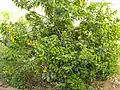 Guava tree in village farm