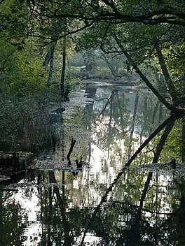 View of the tree-lined stream Gudö Å flowing out of the lake