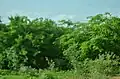 Trees in Gujba Forest Reserve