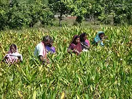 Herbal farming in Chhattisgarh: Gulbakawali