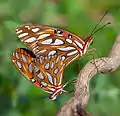 Fritillaries mating