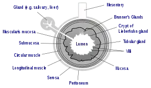 General structure of the gut wall showing the Muscularis mucosa.