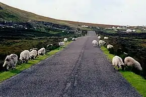 Sheep grazing in Meenaclady