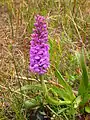 fragrant orchid