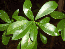 Yaití (Gymnanthes lucida)