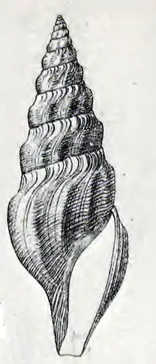 Gymnobela atypha created by Bush in 1893