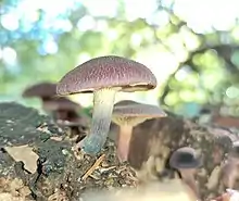 Gymnopilus purpuratus in New Zealand.