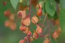 "Gymnosporangium libocedri" on serviceberry fruits