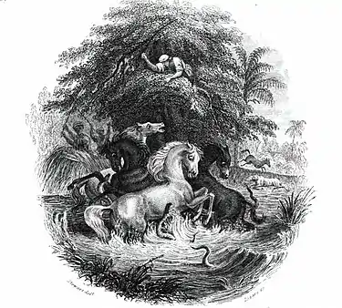 Engraving of hunting electric eels using horses