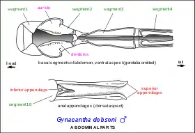 Diagram of abdominal parts