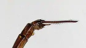 Male anal appendages viewed from the side. Australian Museum specimen K305430