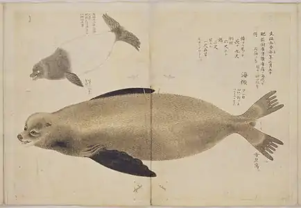 Drawing of a seal that washed up on a beach near Karatsu