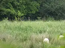 Gypsy Camp Meadows