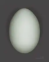 Cattle egret egg