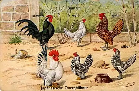 Bantams, coloured postcard, 1910