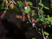 Santa Cruz Island gooseberry, Ribes thacherianum
