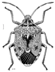 Cermatulus nasalis nasalis