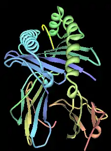 Illustration of HLA-B with peptide in the binding pocket.