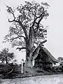 Old oak of Israelsdorf 1892