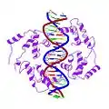 Different rendering of HNF1a bound to DNA