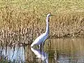 A great egret wades near City Island in the Halifax River.