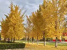 Several golden ginkgos in Hebei, China